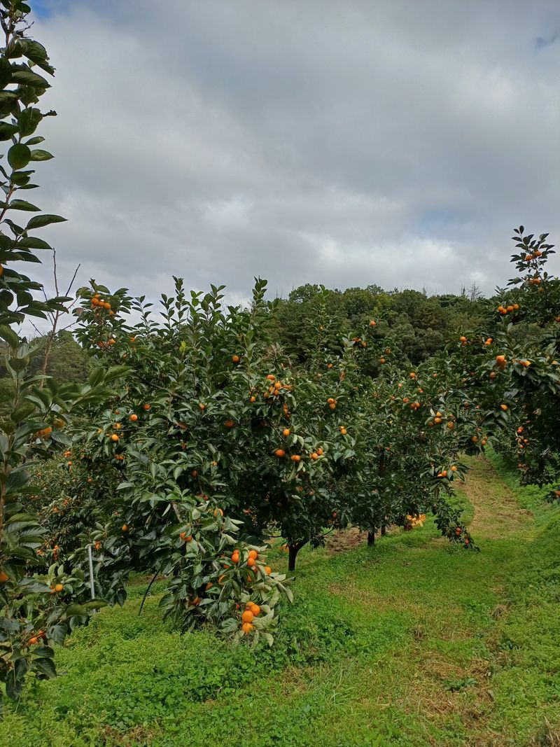 젊은농원 님의 장터 판매 상품 [영동곶감] 첨부 사진