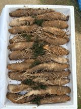 농장주되는게꿈님의 자유주제·자유게시판 작성글 사진