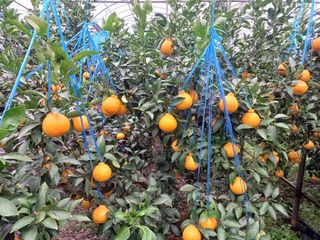 호호농장님의 귤 · 수확 작성글 사진