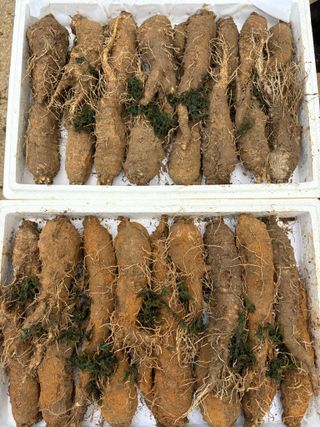 농장주되는게꿈님의 자유주제·자유게시판 작성글 사진