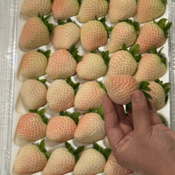 장터 상품 [[프리미엄 화이트딸기] 정품 만년설 딸기 400g/800g] 썸네일