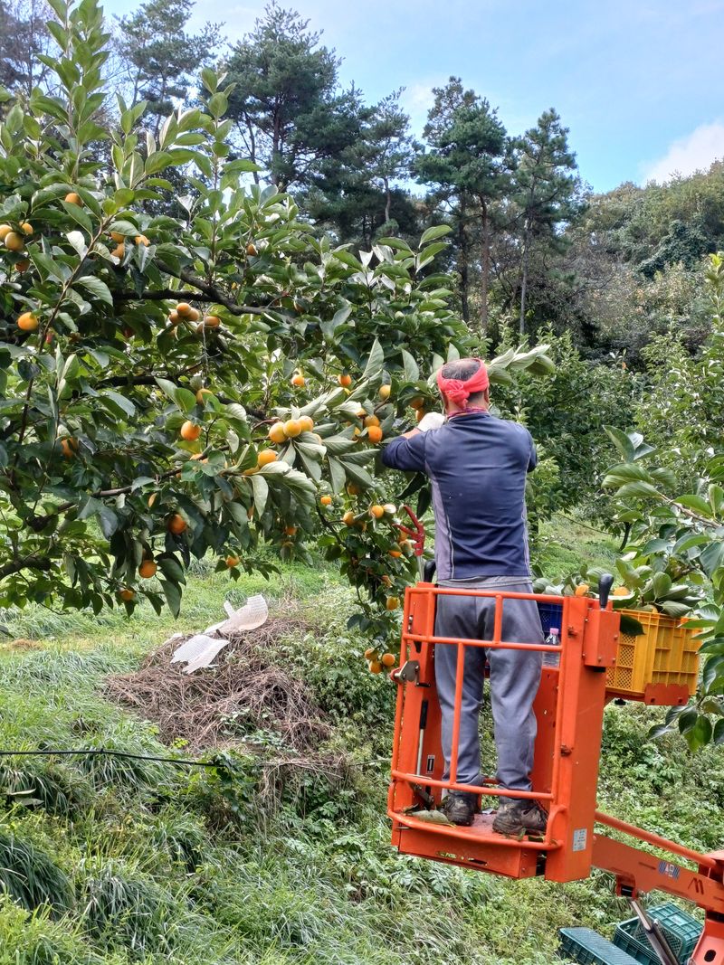 젊은농원 님의 장터 판매 상품 [영동곶감] 첨부 사진