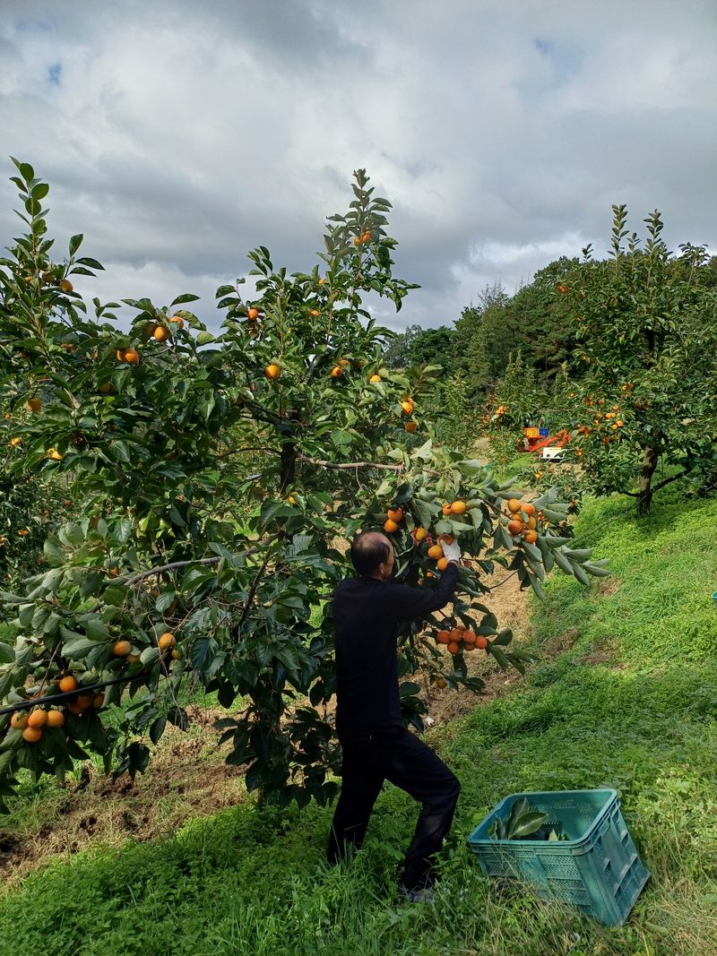 젊은농원 님의 장터 판매 상품 [영동곶감] 첨부 사진