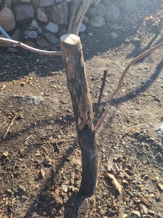 김용대님의 자유주제 · 자유게시판 작성글 사진