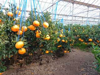 호호농장님의 귤 · 수확 작성글 사진