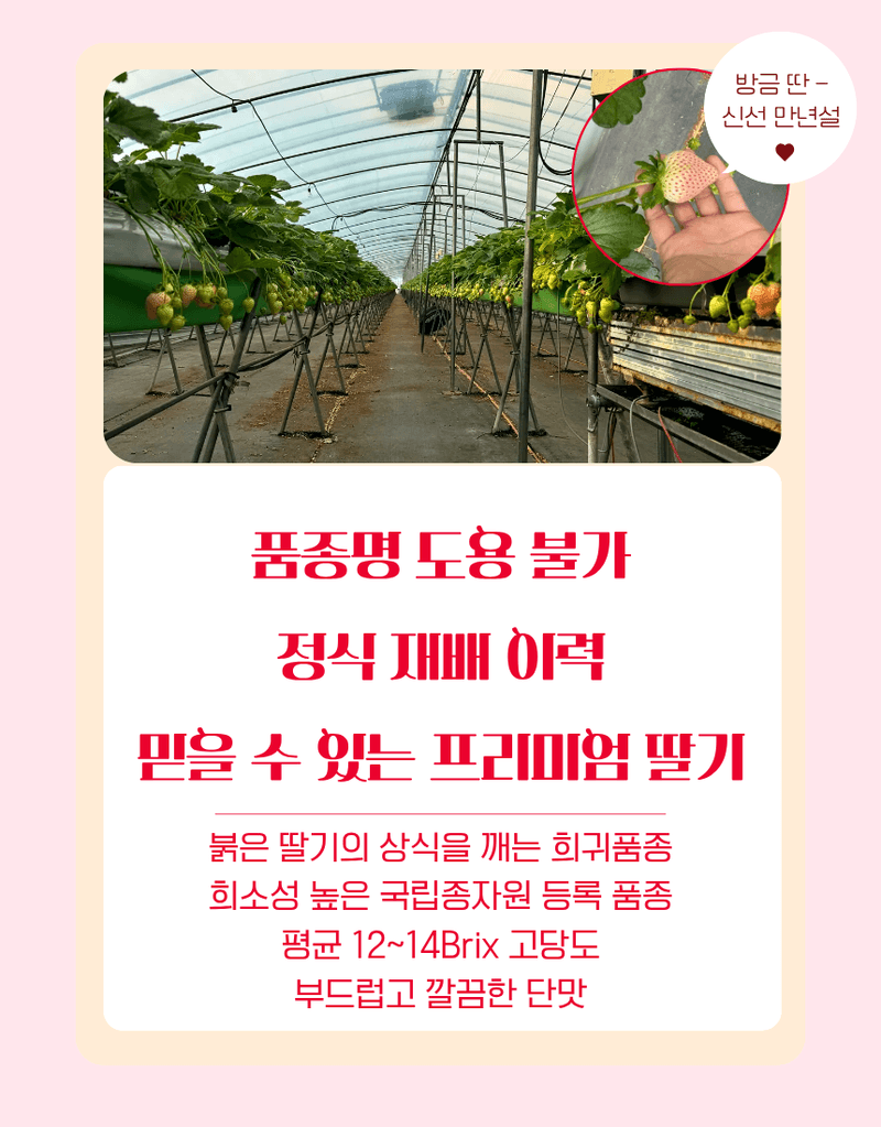과일팩토리님의 장터 판매 상품 [[프리미엄 화이트딸기] 정품 만년설 딸기 400g/800g] 첨부 사진
