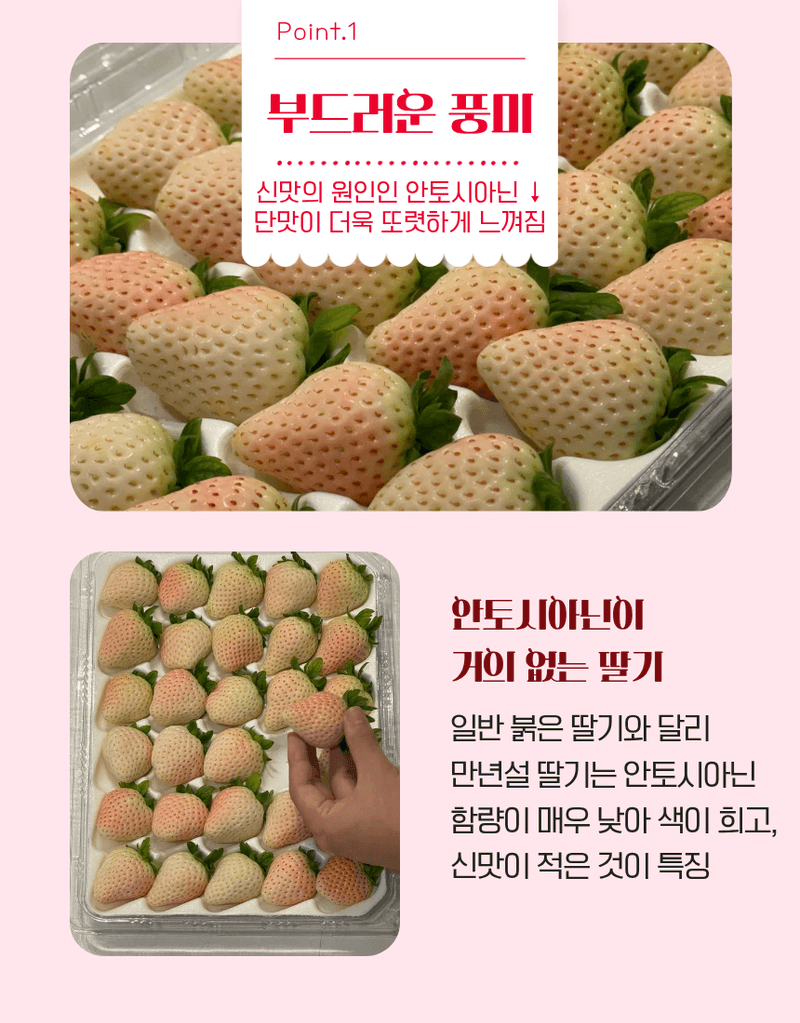 과일팩토리님의 장터 판매 상품 [[프리미엄 화이트딸기] 정품 만년설 딸기 400g/800g] 첨부 사진