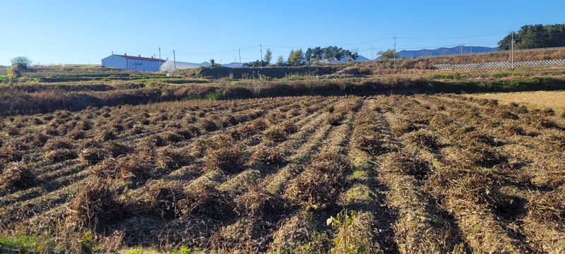 이은호님의 장터 판매 상품 [속첨서리태 판매(1kg-8000원)] 첨부 사진