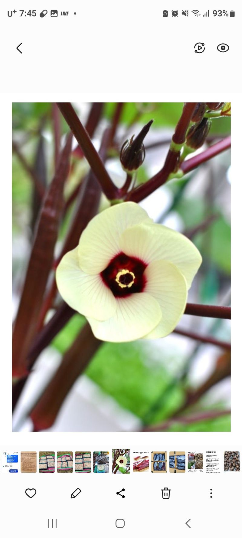 장터 상품 [적오크라씨앗 ] 썸네일