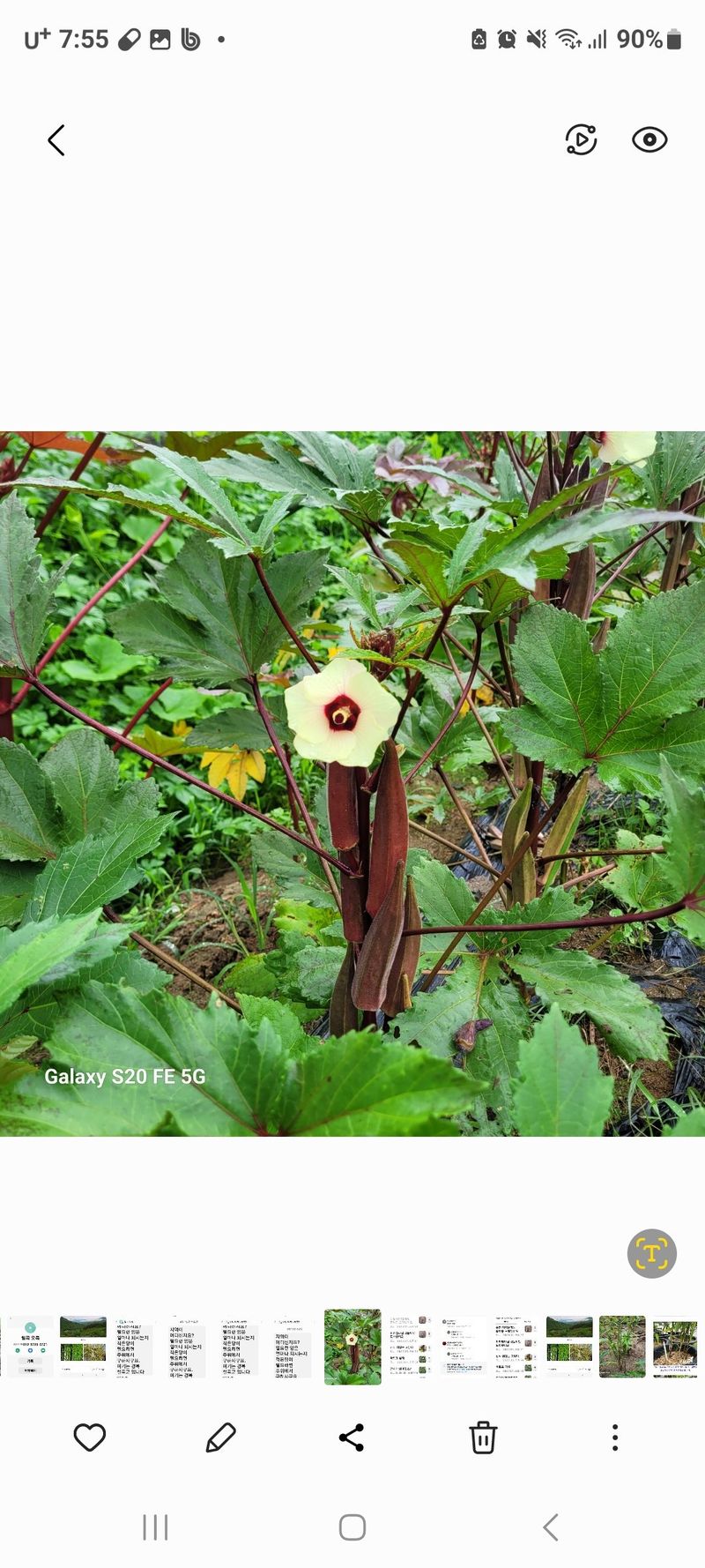 정찬영님의 장터 판매 상품 [적오크라씨앗 ] 첨부 사진