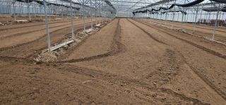 뿌리묘목농원님의 자유주제 · 자유게시판 작성글 사진