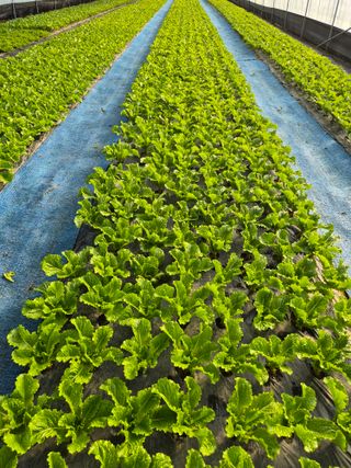 농민님의 자유주제 · 자유게시판 작성글 사진