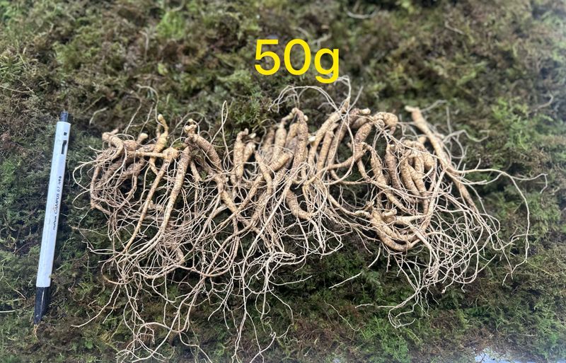 진상빈님의 장터 판매 상품 [7년근 짱아찌용 고기쌈용 ] 첨부 사진