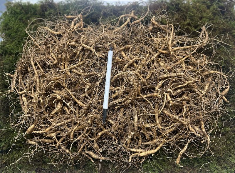 진상빈님의 장터 판매 상품 [7년근 짱아찌용 고기쌈용 ] 첨부 사진