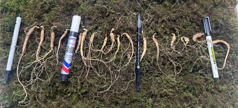 진상빈님의 장터 판매 상품 [7년근 짱아찌용 고기쌈용 ] 첨부 사진