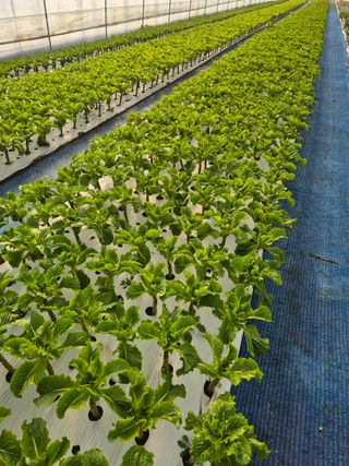 농민님의 자유주제 · 자유게시판 작성글 사진