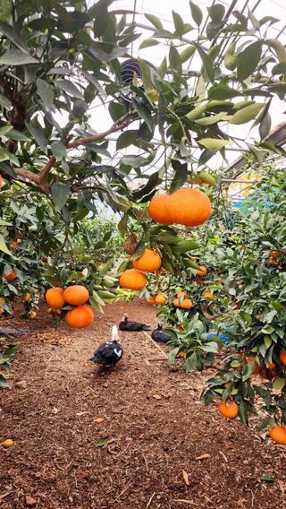 제주부자팜님의 작성글 사진