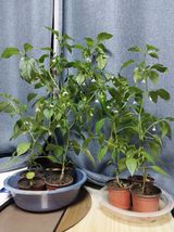 팜모닝 자유주제·자유게시판 게시글 이미지