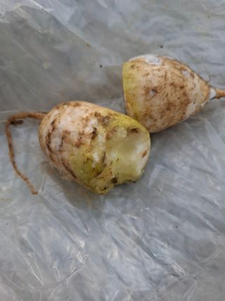 초보굴백이님의 자유주제 · 자유게시판 작성글 사진