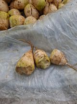 팜모닝 자유주제·자유게시판 게시글 이미지