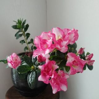 안창진님의 자유주제 · 자유게시판 작성글 사진