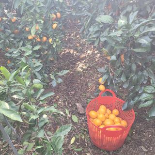 서귀포달코롬감귤농원님의 자유주제 · 자유게시판 작성글 사진