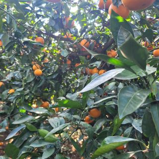 서귀포달코롬감귤농원님의 자유주제 · 자유게시판 작성글 사진