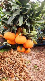 팜모닝 · 게시글 이미지