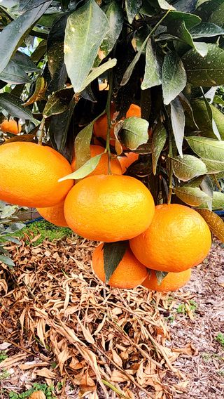 제주부자팜님의 작성글 사진