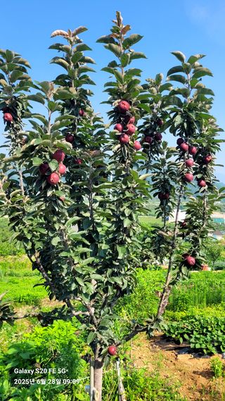 김인철님의 자유주제 · 자유게시판 작성글 사진