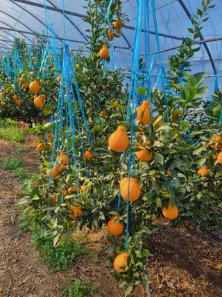 이호님의 귤 · 수확 작성글 사진