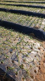 팜모닝 마늘·커리큘럼 게시글 이미지