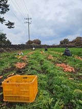 팜모닝 자유주제·자유게시판 게시글 이미지