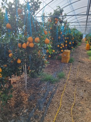 이호님의 귤 · 수확 작성글 사진