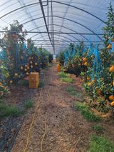 이호님의 귤·수확 작성글 사진