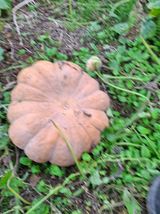 팜모닝 · 게시글 이미지