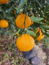 팜모닝 자유주제·자유게시판 게시글 이미지