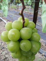 팜모닝 · 게시글 이미지