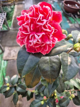 청운농원육묘장님의 자유주제 · 자유게시판 작성글 사진