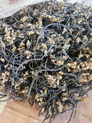 고사리.밤.육쪽마늘님의 자유주제 · 자유게시판 작성글 사진