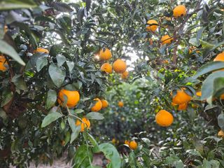 새달귤농장님의 자유주제 · 자유게시판 작성글 사진