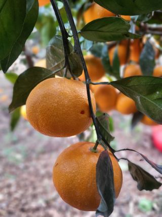 산방자연농원님의 자유주제 · 자유게시판 작성글 사진