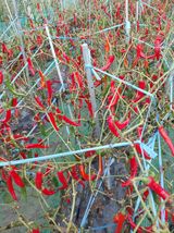 팜모닝 자유주제·자유게시판 게시글 이미지