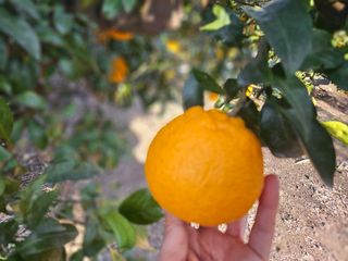 새달귤농장님의 자유주제 · 자유게시판 작성글 사진