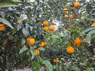 새달귤농장님의 자유주제 · 자유게시판 작성글 사진