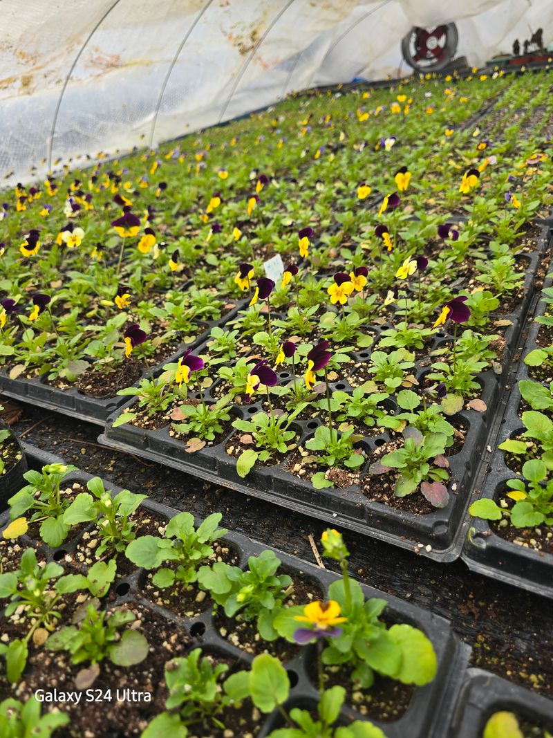 약초원 김종군님의 장터 판매 상품 [2026년 노지겨울꽃 봄꽃축제용 비올라꽃6종] 첨부 사진