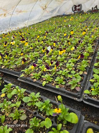 약초원 김종군님의 작성글 사진