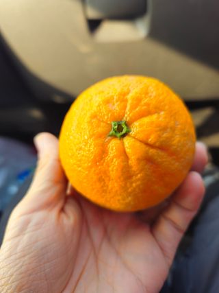 새달귤농장님의 자유주제 · 자유게시판 작성글 사진