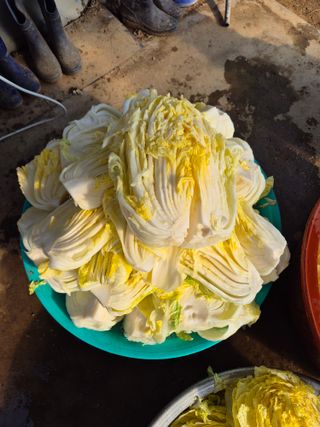 허굴산농장님의 자유주제 · 자유게시판 작성글 사진