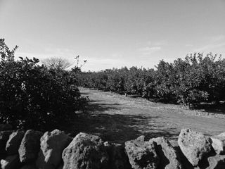 산방자연농원님의 자유주제 · 자유게시판 작성글 사진